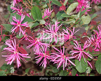 Grossflockige leuchtend rosa Blüten und grünen Blättern der Strauch, Loropetalum Chinense Rubrum "China Pink" - chinesische Fransen Blume Stockfoto