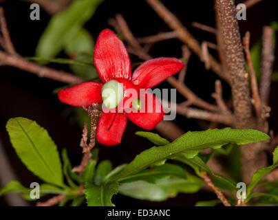 Lebhafte rote Kelchblätter rund um kleine grüne Frucht Ochna Serrulata, verlässt Mickey Mouse Busch, mit grün vor einem dunklen Hintergrund, australische Unkraut Stockfoto