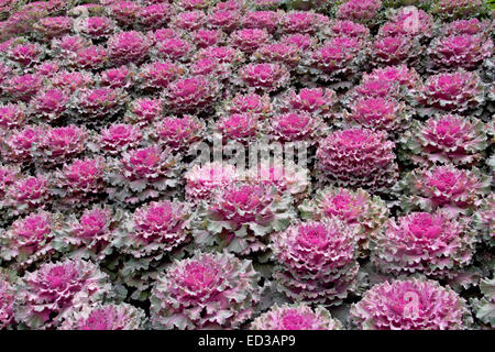 Dekorative Masse Anbau von Zierpflanzen Grünkohl / Kohl, Brassica Oleracea, mit Rüschen lila, kräftiges Rosa & grünen Laub Stockfoto