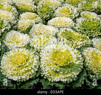 Dekorative Masse Anbau von Zierpflanzen Grünkohl / Kohl, Brassica Oleracea, mit wellig gelben, weißen und grünen Laub Stockfoto