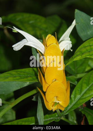 Lebhafte gelbe Hochblätter und weiße Röhrenblüten der Pachystachys Lutea, Lollipop Anlage, umgeben von tiefgrünen Blätter Stockfoto