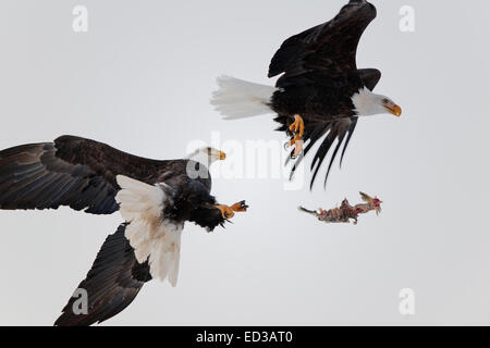 Adler in Luft kämpfen. Zwei Weißkopf-Seeadler (Haliaeetus Leucocephalus Washingtoniensis) kämpfen in Luft wegen ein Stück Fisch. Stockfoto