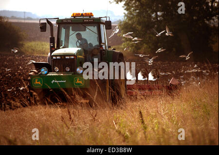 Traktor pflügen ein Feld mit Möwen nach Stockfoto