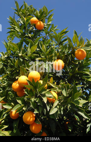 Es gibt viele Früchte auf dem Orangenbaum.  Mehreren Orangen werden vor einem blauen Himmel fotografiert. Stockfoto