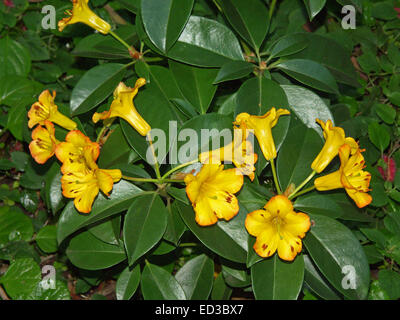 Cluster von brillanten gelbe Blumen eingefasst mit orange, tropischen  Untergattung Rhododendron heies Thema, Hintergrund der dunkelgrne Bltter  Stockfotografie - Alamy