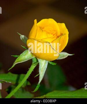 Teilweise geöffnete Knospe tief goldenen gelben Blume Rose mit Smaragd grüne Hochblätter und Stiel Hintergrund von dunklem Laub Stockfoto