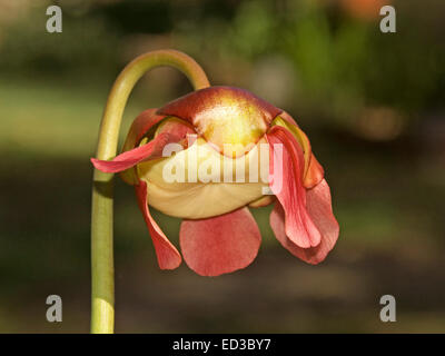 Ungewöhnliche rote Blume & gewölbte Stamm von Insekten essen Schlauchpflanze, Sarracenia Jonesii gegen dunkelgrünen Hintergrund Stockfoto