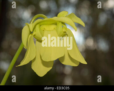 Ungewöhnliche gelblich grüne Blume von Insekten essen Schlauchpflanze, Sarracenia Alata, dunklen Grün Hintergrund Stockfoto