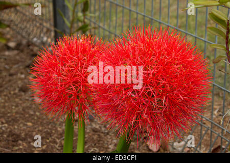 Zwei große lebhaftere rote Blüten der afrikanischen Blut Lilie, Scadoxus Multiflorus Syn Haemanthus multiflorus Stockfoto