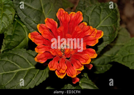 Lebendige Flamme rot /orange Blume Helmkraut Hybrid Jester Freude Serie "Scarlet" umgeben von dunkelgrünen tief geäderten Blättern Stockfoto