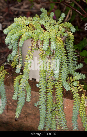 Sukkulente, Sedum Morganianum, Burro's Tail, wachsen im Topf auf Wand mit langen Stielen der herunterhängenden "Blätter blau/grün" Stockfoto