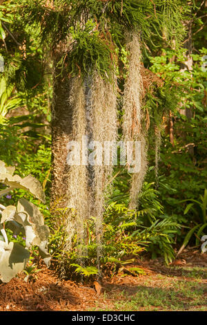 Lange Stränge von spanischem Moos / alten Mannes Bart, Tillandsia Usneoides, hängend aus Zweigen der Kiefer in subtropischen Garten Stockfoto