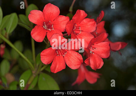 Cluster von leuchtend roten Blüten der Untergattung Rhododendron Lochiae, Australian native Strauch Hintergrund von dunkelgrünem Laub Stockfoto