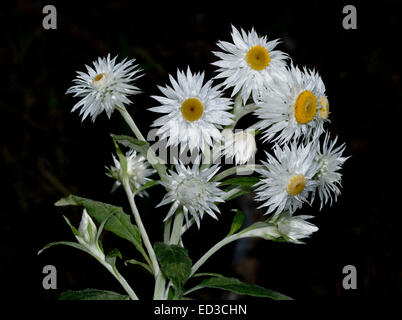 Cluster von glänzenden weißen ewige Gänseblümchen, Xenochrysum Syn Helichrysum Bracteatum / Bracteantha Bracteata mit verlässt & Knospen auf schwarzem Hintergrund Stockfoto