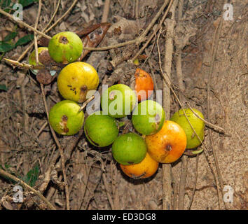 Cluster von grünen & orange Frucht der Ficus Racemosa Syn Ficus Glomerata auf Baumstamm Australian native, Cluster Feigen wachsen Stockfoto