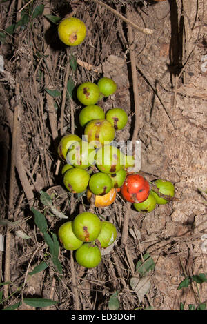 Cluster von grünen & rote Frucht der Ficus Racemosa Syn Ficus Glomerata auf Baumstamm Australian native, Cluster Feigen wachsen Stockfoto