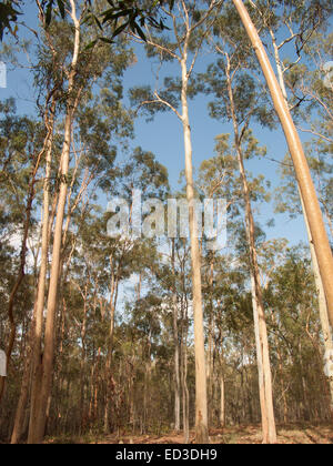 Australische Wald dominiert von hohen Zitrone duftenden Eukalyptusbäumen, Corymbia / Eucalyptus Citriodora rising in blauen Himmel Stockfoto