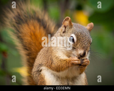 Einen männlichen amerikanischen Eichhörnchen ernährt sich von Sonnenblumenkernen.  Tempel-Park und Naturschutzgebiet, Edmonton, Alberta, Kanada. Stockfoto