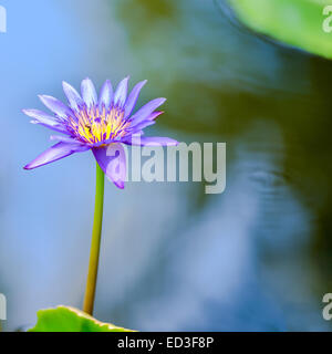 schöne lila Seerose oder Lotus-Blume im blauen Wasser, Nahaufnahme Stockfoto