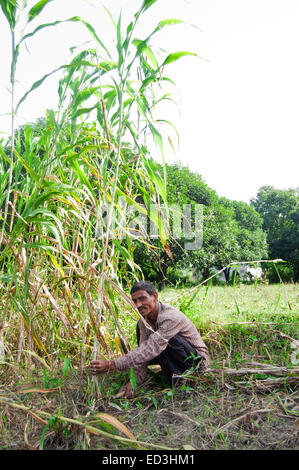 1 indische ländliche Landwirt Mann Feld schneiden Ernte Stockfoto