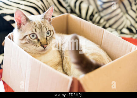Katze versteckt in einen Karton Stockfoto