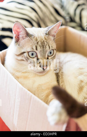 Katze versteckt in einen Karton Stockfoto