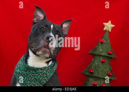 Weihnachten Hund Stockfoto