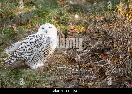 Schneeeule Stockfoto