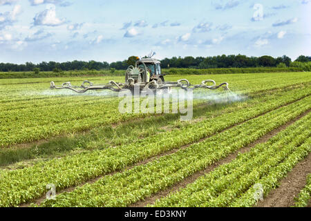 Sprühen von Pestiziden auf ein Feld Traktor Stockfoto