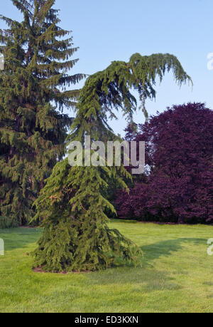 Baum der Libanon-Zeder - Cedrus Libani "Beacon Hill" Stockfoto