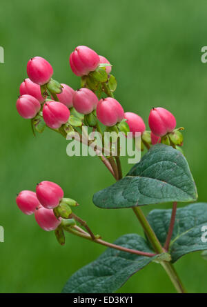 Beeren der Hypericum - Johanniskraut Stockfoto