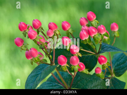 Beeren der Hypericum - Johanniskraut Stockfoto