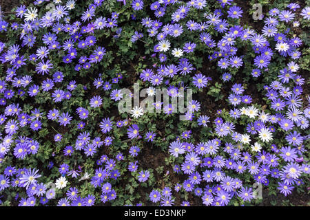 Anemone Blanda Blue Shades blaue Anemonen. Ein Teppich aus blau blühenden Anemonen, griechische Windflowers Winter Windflowers unter Bäumen Stockfoto