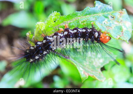 schwarze Raupe, Nahaufnahme Raupe in der Natur Stockfoto