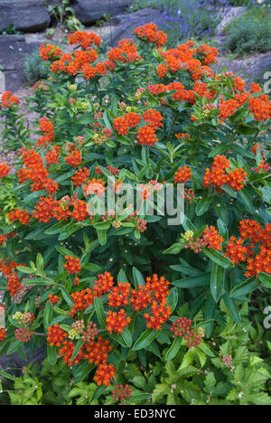 Butterfly Weed - Asclepias tuberosa Stockfoto