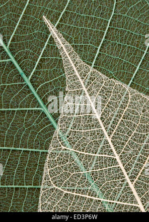 Skelett Blatt aus dem Bodhi-Baum - Ficus religiosa Stockfoto