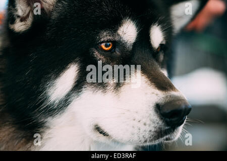 Graue traurig Erwachsenen Alaskan Malamute Hund Close Up Portrait Stockfoto