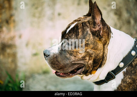 Schön Erwachsener Hund Amerikanischer Staffordshire-Terrier im Freien in der Nähe Stockfoto