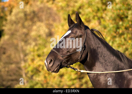 Schwarzes Pferd Porträt draußen Stockfoto