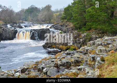 Bowlees, Middleton in Teesdale, County Durham. 26. Dezember 2014. Low Force Wasserfall am zweiten Weihnachtstag. Bildnachweis: Robert Smith/Alamy Live-Nachrichten Stockfoto