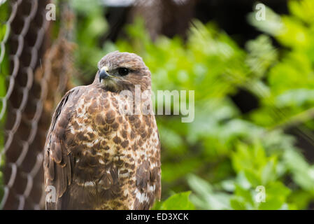 Kleinen Falken im Zoo Käfig in der ukraine Stockfoto