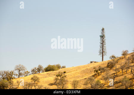 Dürre getötet Bäume in der Nähe von Tehachapi Pass in Kalifornien vier Jahre lange Dürre, USA, mit einem Handy-Mast als eine Tanne verkleidet. Stockfoto