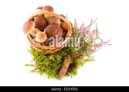 Pilze in einem Korb, isoliert auf weiss, Ansicht von unten, Studio gedreht Stockfoto