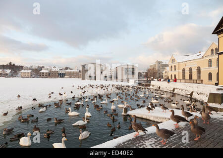 Enten und Gänse auf einem zugefrorenen See in Reykjavik, Island Stockfoto