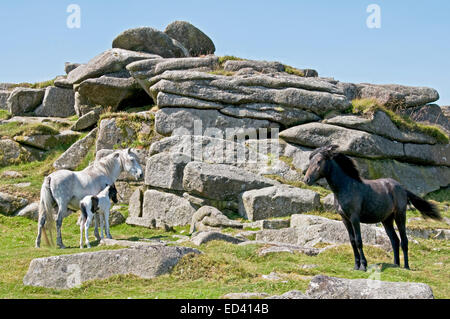 Ponys und Fohlen auf Belstone, Dartmoor Stockfoto