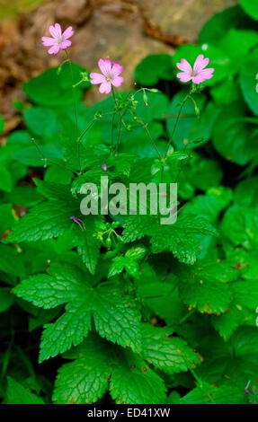 Storchschnabel, Geranium Nodosum in der Nordost-Türkei Stockfoto