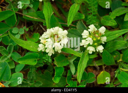 Schnitt-leaved Self-heal, Prunella Laciniata in Blüte; selten in Großbritannien. Stockfoto