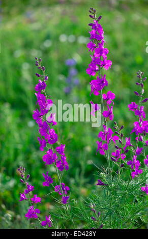 Violette Rittersporn, Konsolidierung Orientalis, in Blüte, Osttürkei Stockfoto