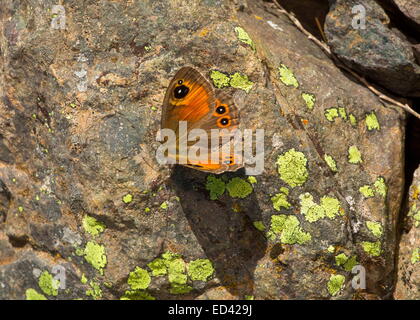 Große Wand braun Schmetterling, sonnen sich auf Felsen; Pontische Alpen, Türkei Stockfoto