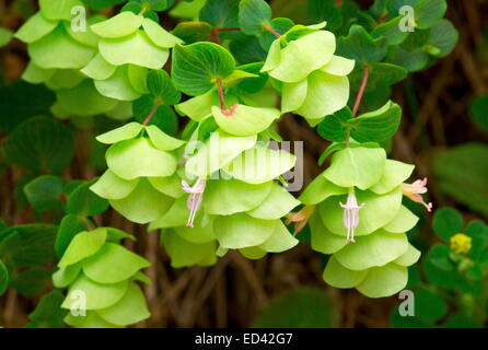 Runde-leaved Oregano Origanum Rotundifolium in freier Wildbahn in der Türkei; auch als eine Gartenpflanze angebaut und herbally verwendet werden. Turkei. Stockfoto